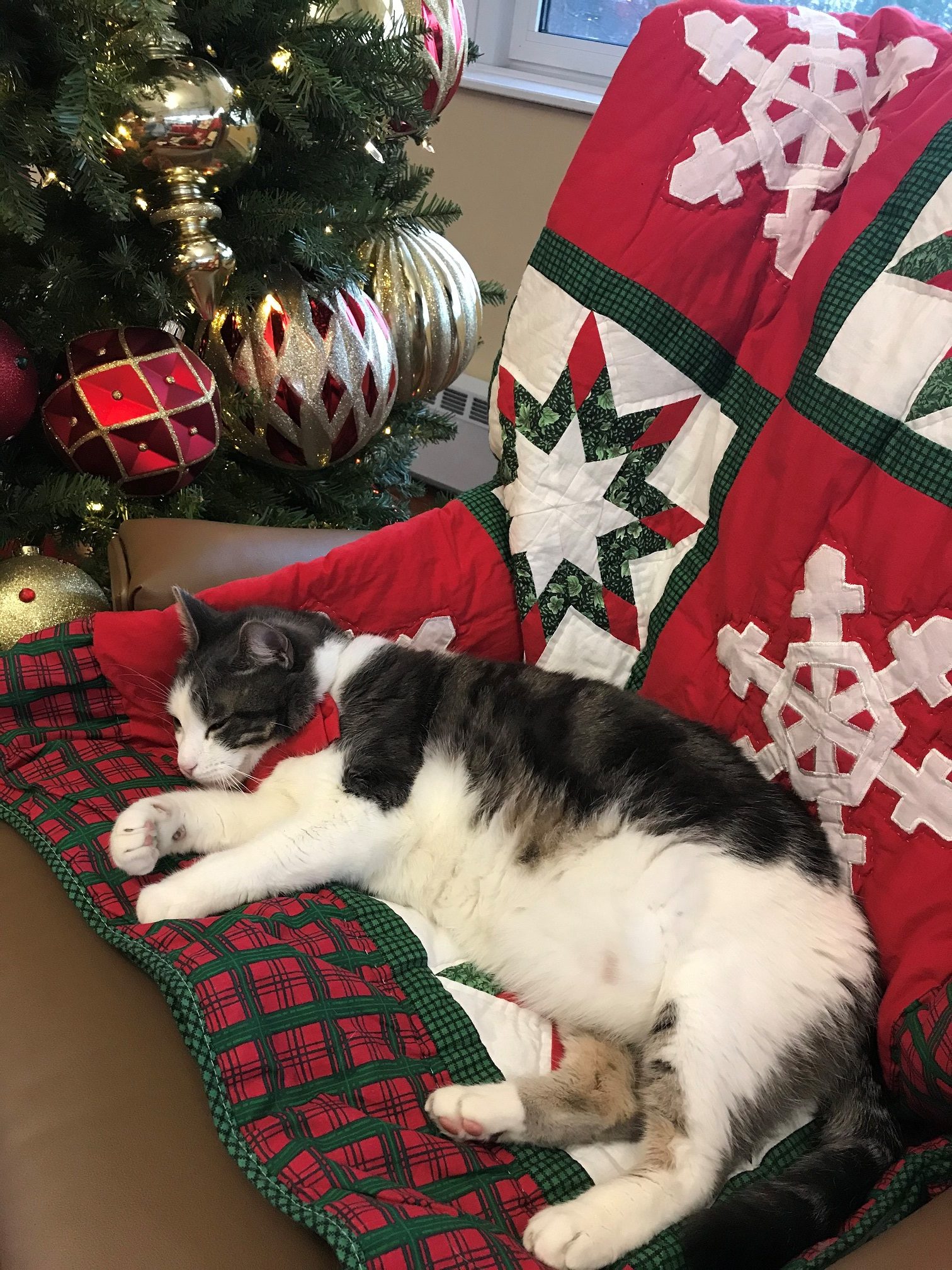 Christmas Catnap - Hattie Ide Chaffee